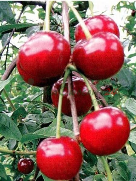 Слайд 6