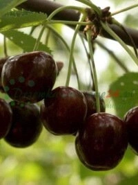 Национальные услуги доставки и отправки по Польше и Европе