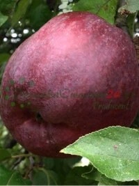 Обширная коллекция тщательно отобранных сортов и культиваров яблони