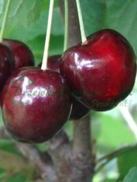 Сертификаты качества соответствующие строгим нормам регулирования Европейского Союза