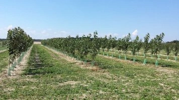 Организованные ряды молодых плодовых деревьев в специализированном питомнике